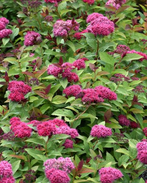 Spirea Double Play Doozie 3 Gallon