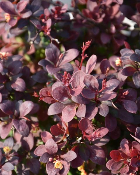 Barberry Sunjoy Mini Maroon 3 Gallon