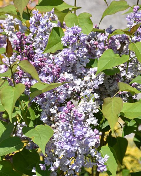 Lilac Scentara Double Blue 3 Gallon