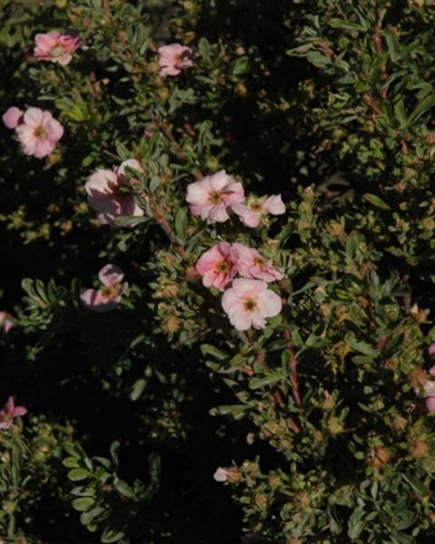 Potentilla Happy Face Pink Parade 3 Gallon