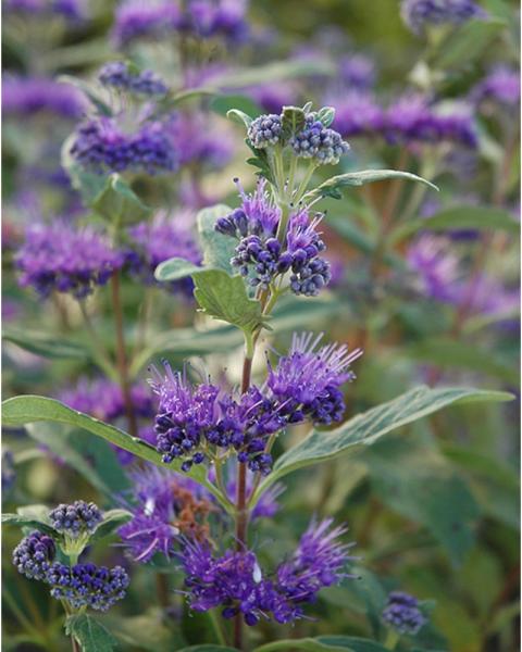 Caryopteris Dark Knight 3 Gallon