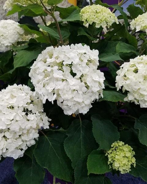 Hydrangea Flowerfull&reg; 3 Gallon