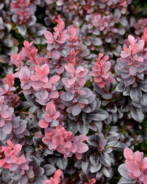 Barberry Concorde 3 Gallon