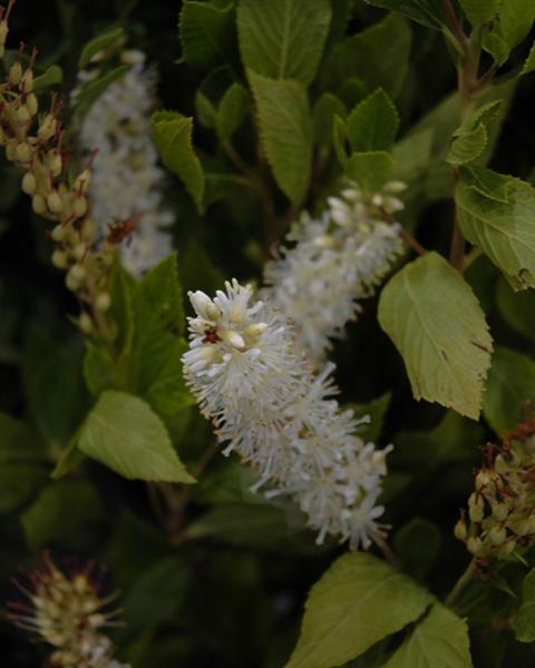 Clethra Sugartina 3 Gallon