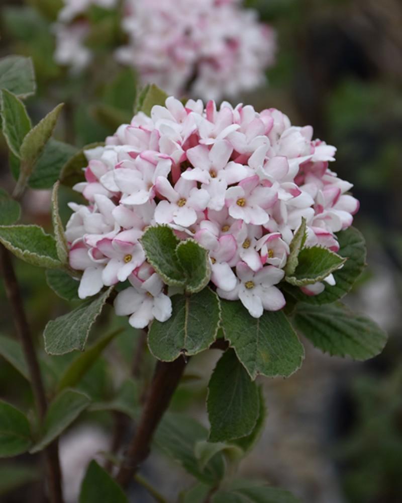 Viburnum Spice Girl 3 Gallon