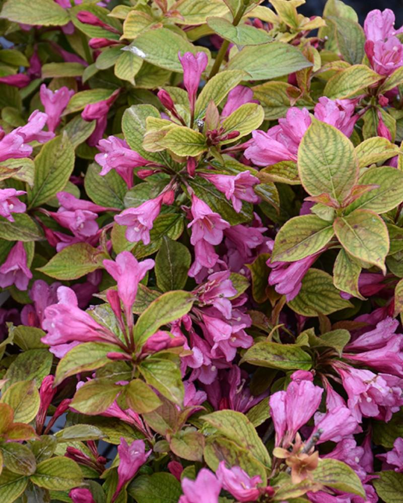 Weigela Midnight Sun 2 Gallon