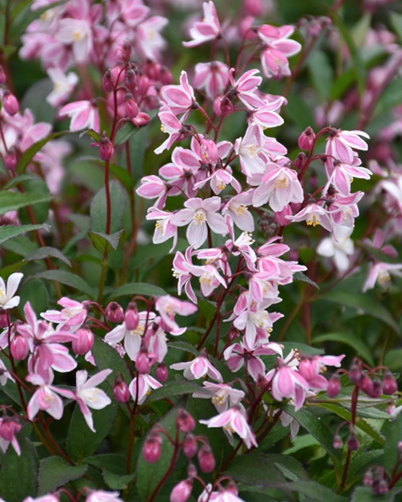 Deutzia Yuki Cherry Blossom Pw