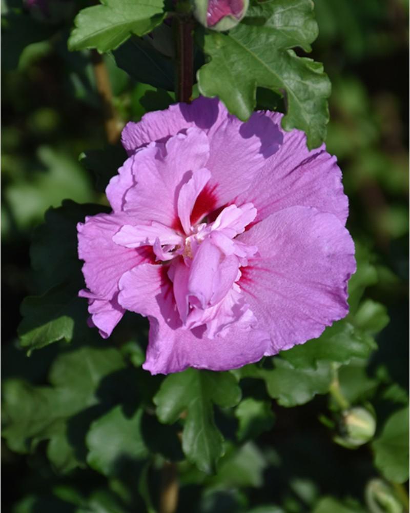 Althea Tahiti 3 Gallon