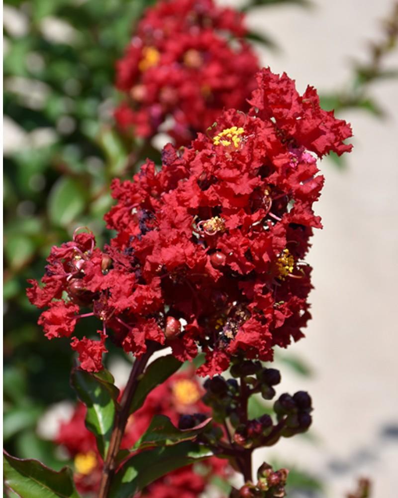 Crepemyrtle Enduring Summer Red 3 Gallon