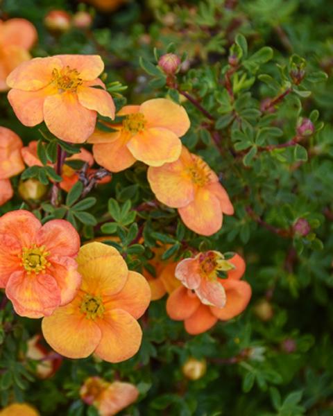 Potentilla Happy Face Orange 3 Gallon