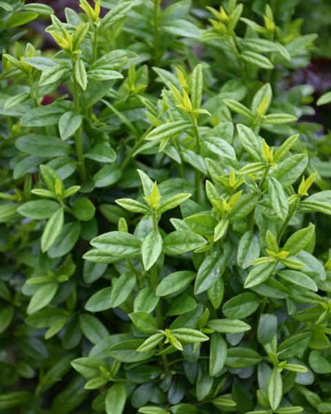 Privet Straight Talk 3 Gallon