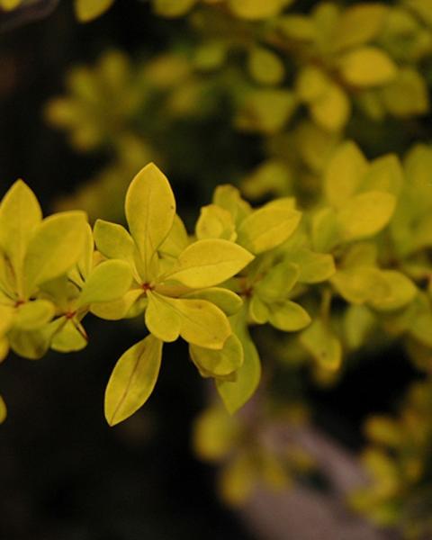 Barberry Sunjoy Citrus 3 Gallon