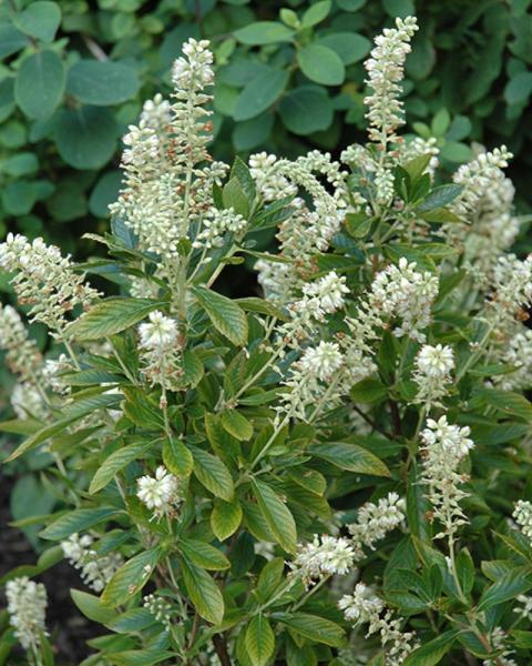 Clethra Hummingbird 5 Gallon