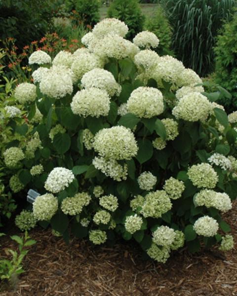 Hydrangea Incrediball Storm Proof 3 Gallon
