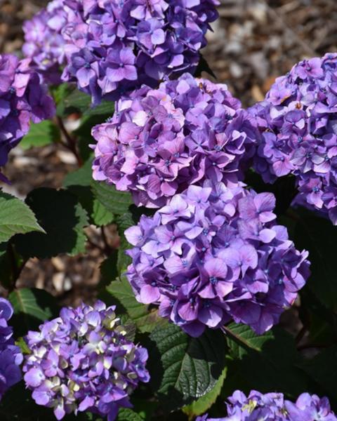 Hydrangea Endless Summer Bloomstruck 3 Gallon