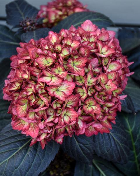 Hydrangea Eclipse 3 Gallon