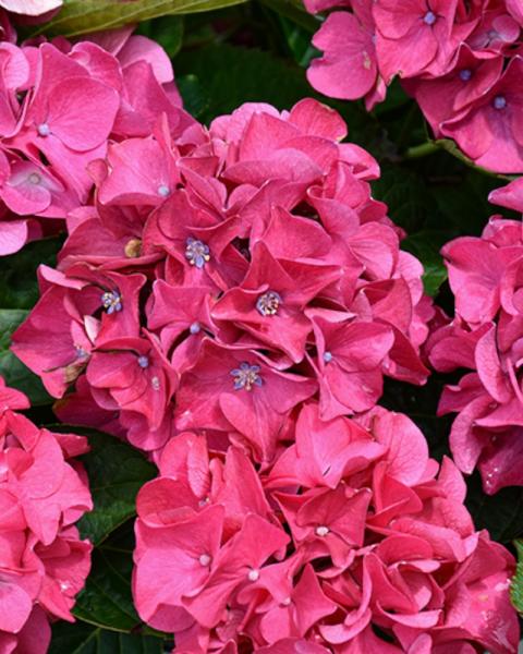 Hydrangea Wee Bit Giddy 3 Gallon