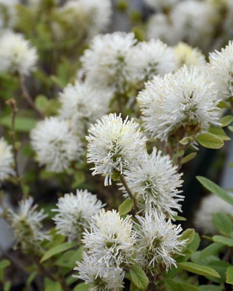 Fothergilla Legend of the Small 3 Gallon