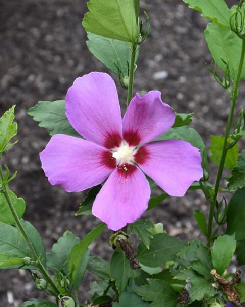 Althea Purple Satin 3 Gallon