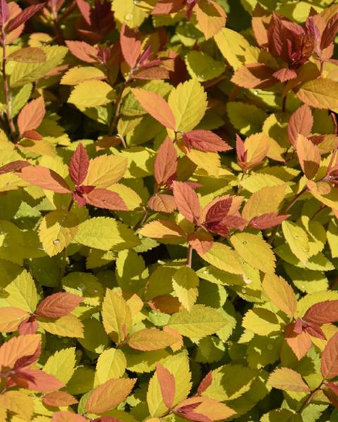 Spirea Double Play Big Bank 3 Gallon
