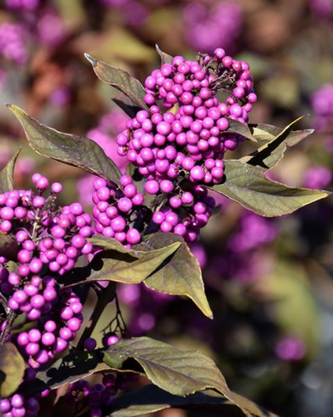 Beautyberry Pearl Glam 3 Gallon