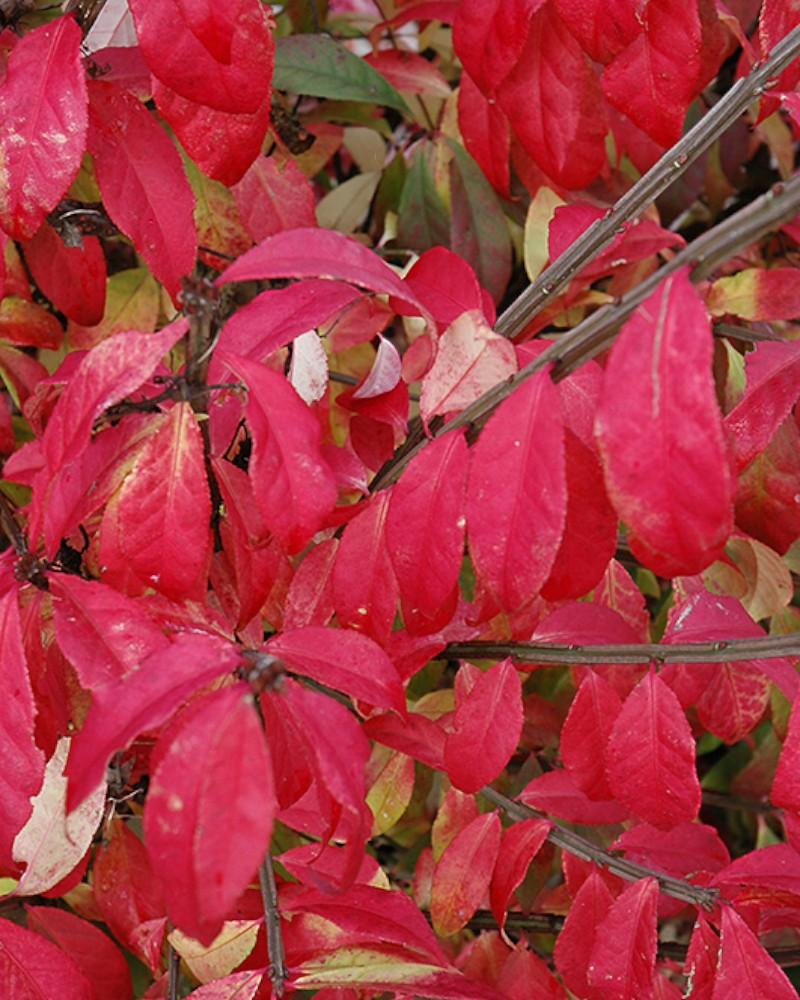 Burning Bush Fire Ball 3 Gallon