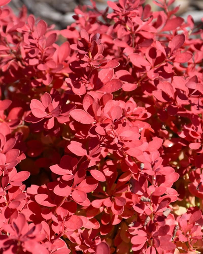 Barberry Sunjoy Fast Neo 3 Gallon