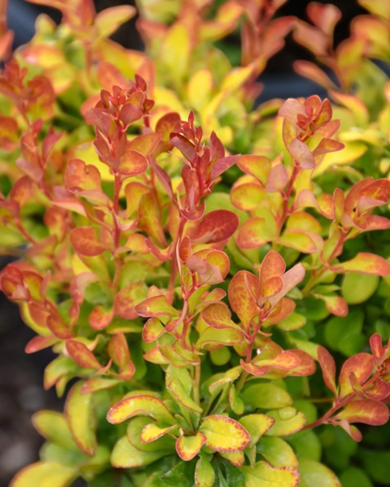 Barberry Limoncello 3 Gallon