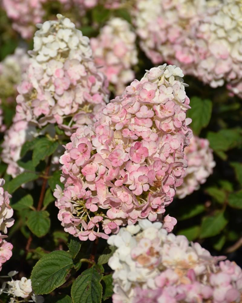 Hydrangea Strawberry Sundae 3 Gallon