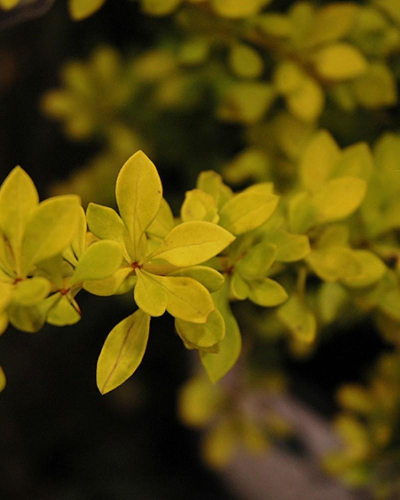 Barberry Sunjoy Citrus 3 Gallon