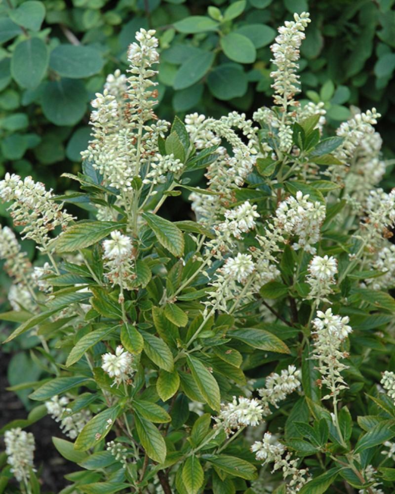 Clethra Hummingbird 5 Gallon