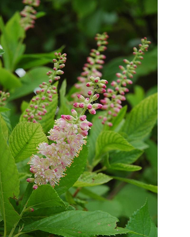 Clethra Ruby Spice 5 Gallon