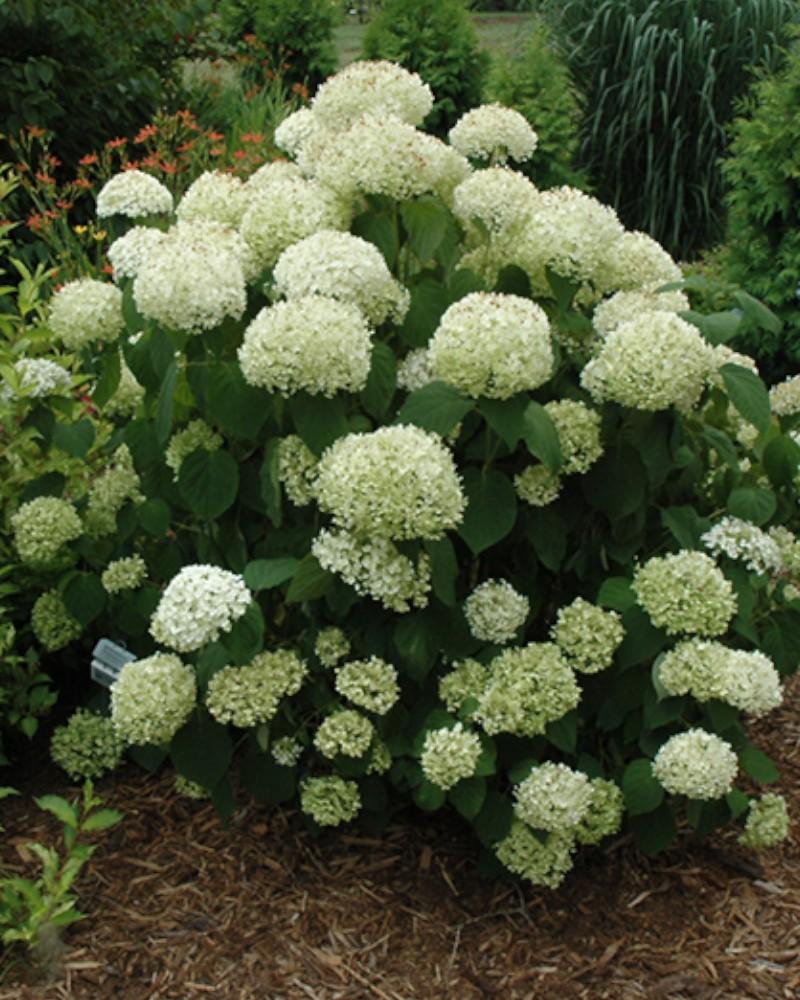 Hydrangea Incrediball Storm Proof 3 Gallon