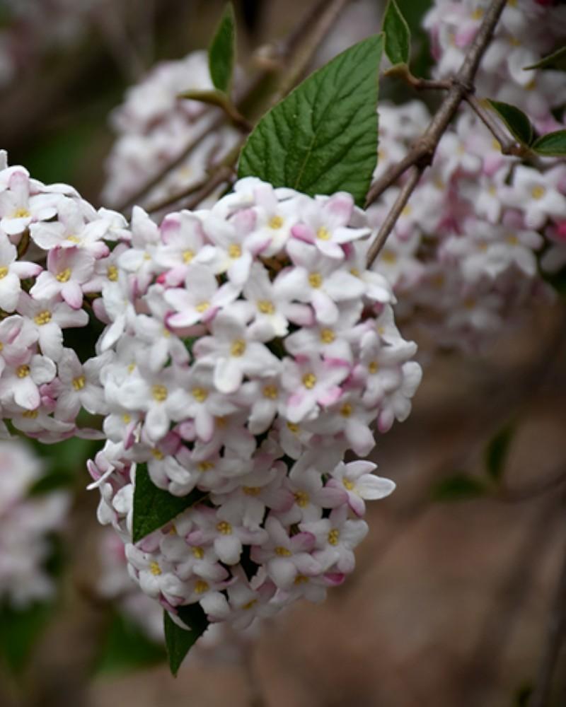 Viburnum Spice Baby 3 Gallon