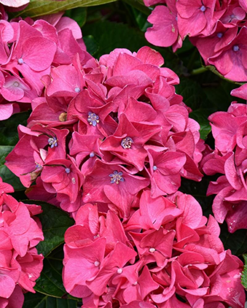 Hydrangea Wee Bit Giddy 3 Gallon