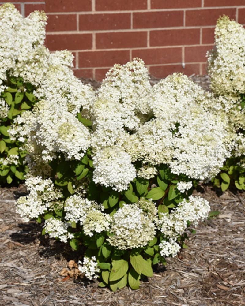 Hydrangea Little Spooky 2 Gallon