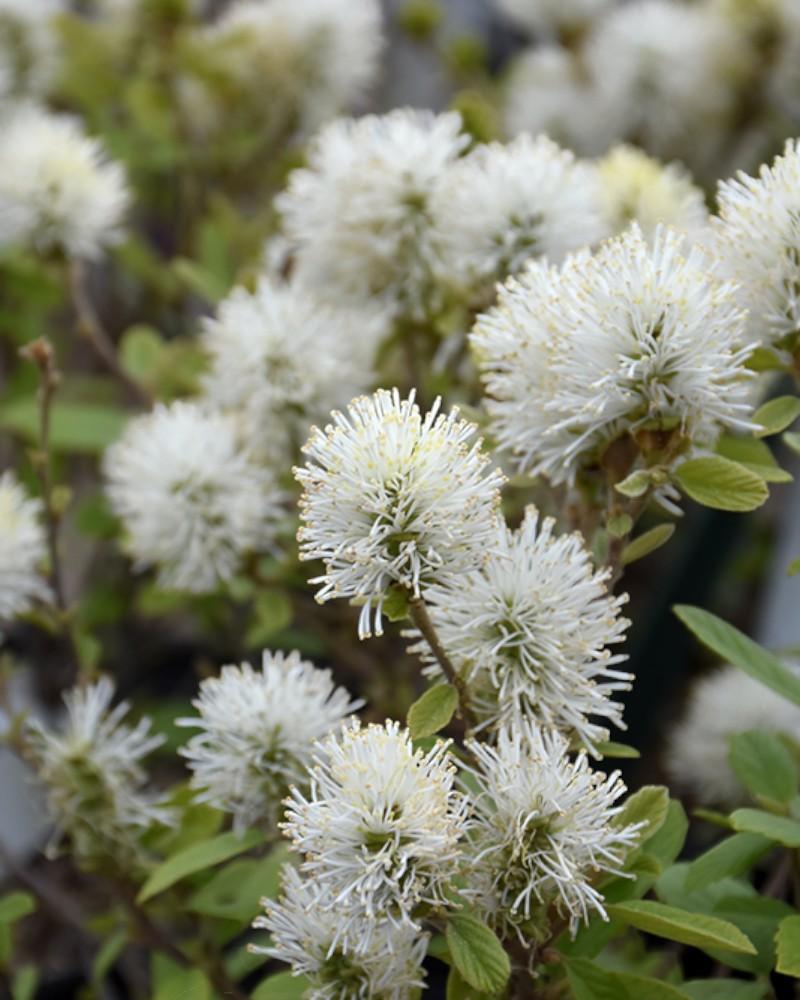 Fothergilla Legend of the Small 3 Gallon