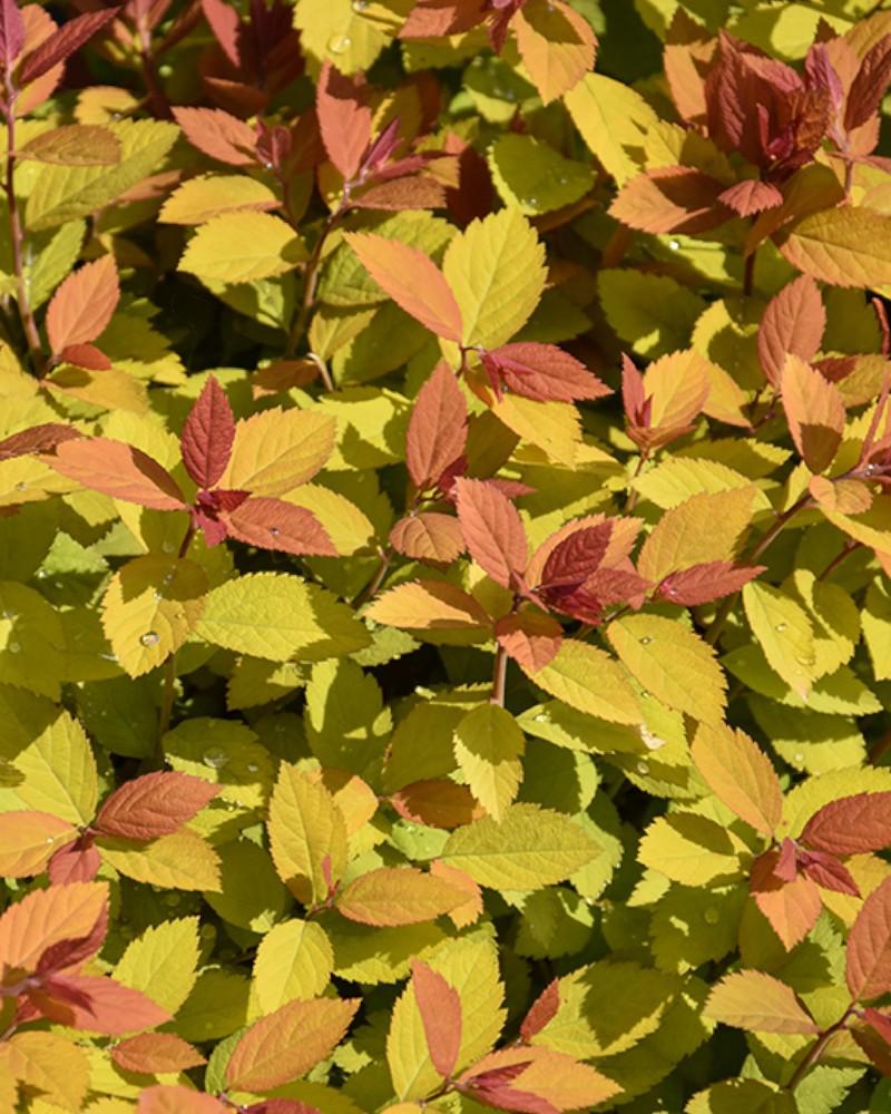 Spirea Double Play Big Bank 3 Gallon