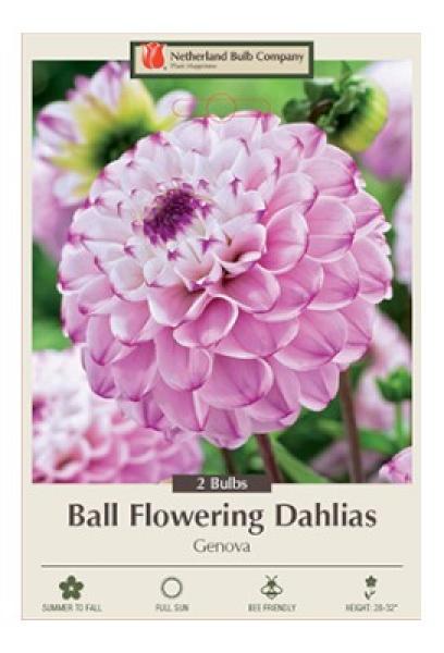 Dahlia Ball Pkg of 2 Flowering Genova