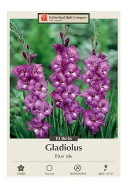 Gladiolus Pkg of 10 Blue Isle