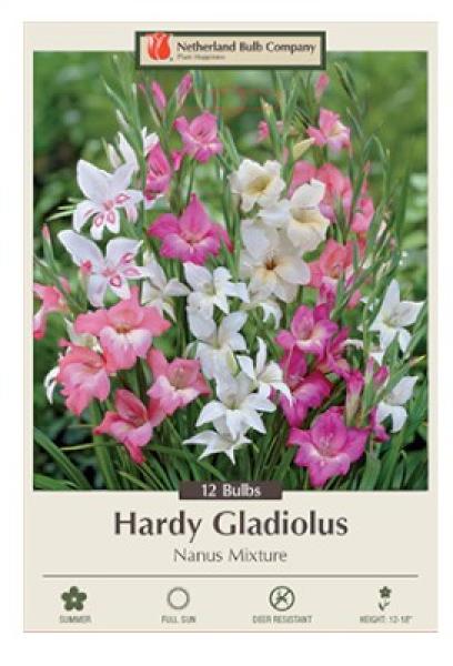 Gladiolus Pkg Of 25 Nanus Mix