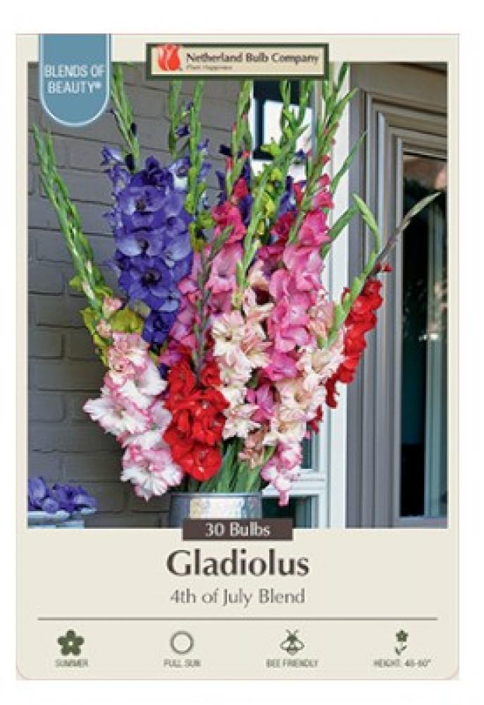 Gladiolus Pkg Of 30 4th Of July Blend