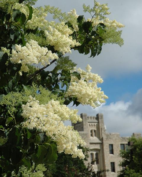 Lilac Tree Ivory SIlk