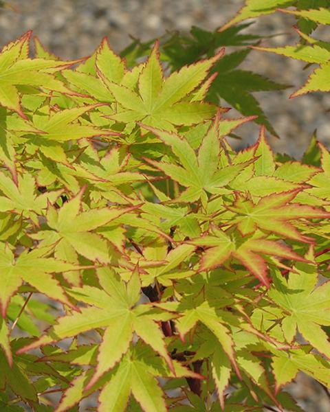 Maple Japanese Sango Kaku 6 Gallon