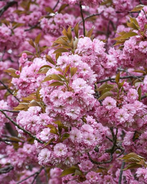 Flowering Cherry Kwanzan 10 Gallon