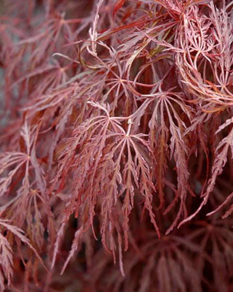 Maple Japanese Crimson Queen 15 Gallon