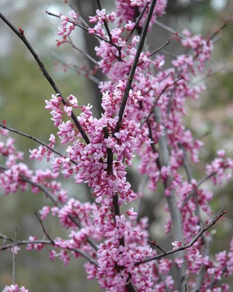 Redbud Forest Pansy 7 Gallon