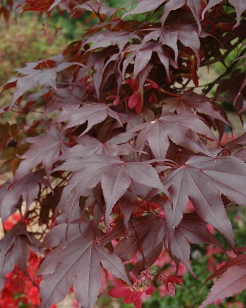 Maple Japanese Bloodgood 10 Gallon