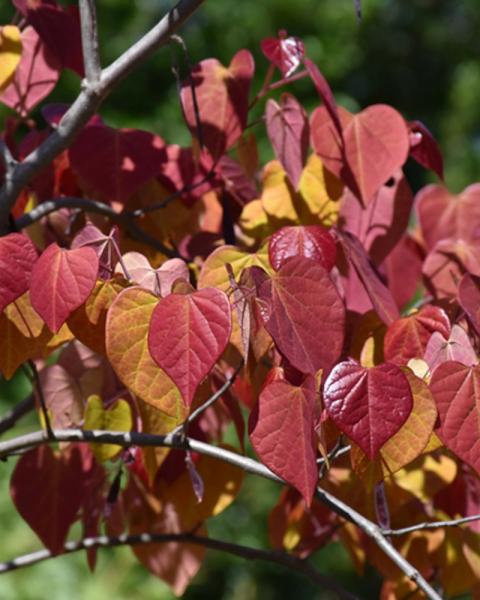 Redbud Flame Thrower 10 Gallon