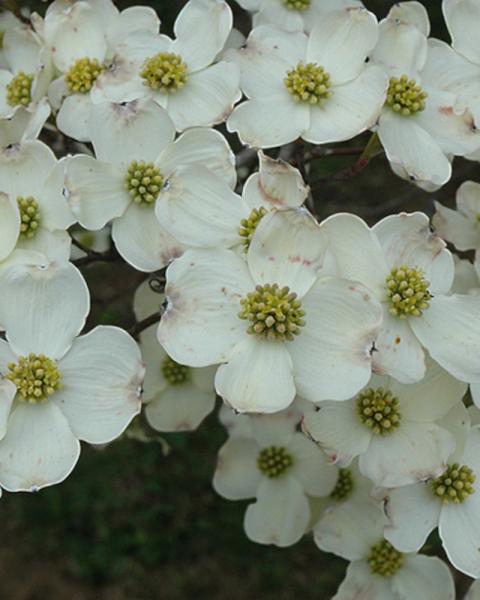Flowering Dogwood Cloud Nine 5 Gallon